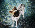 The Fractal Dog