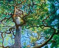 Tree in Golden Gate Park